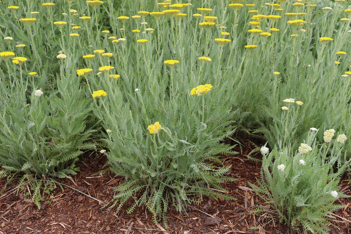 Achillea 'Moonshine' (2).jpg